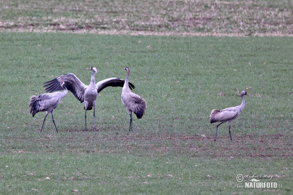 Crane (Grus grus)