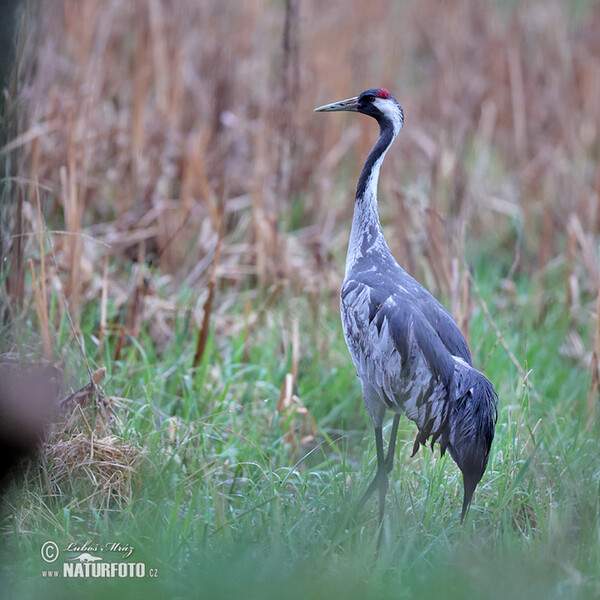 Crane (Grus grus)