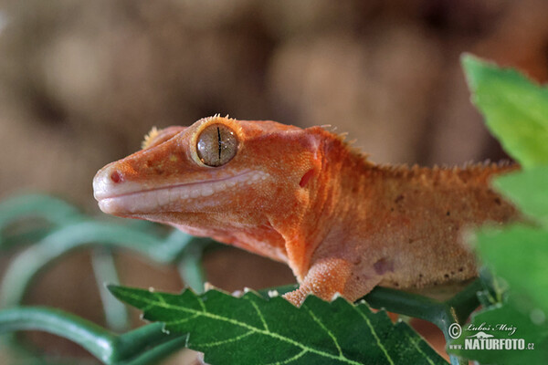 Crested gecko (Rhacodactylus ciliatus)