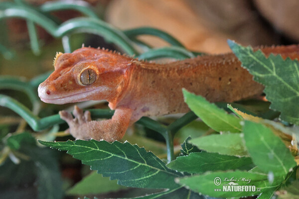 Crested gecko (Rhacodactylus ciliatus)