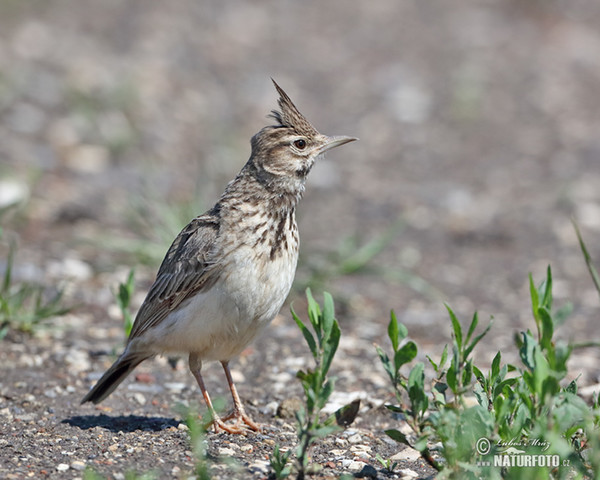 Crested Lark (Galerida cristata)