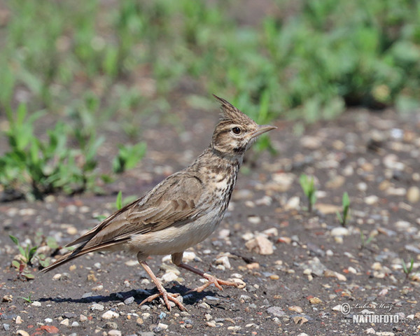 Crested Lark (Galerida cristata)