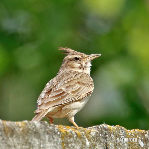 Crested Lark (Galerida cristata)