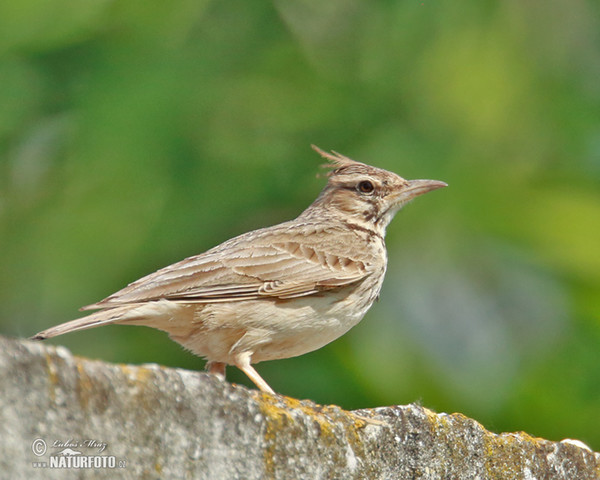 Crested Lark (Galerida cristata)