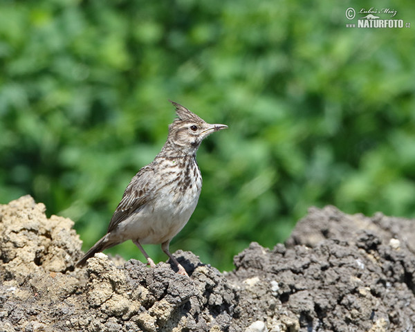 Crested Lark (Galerida cristata)