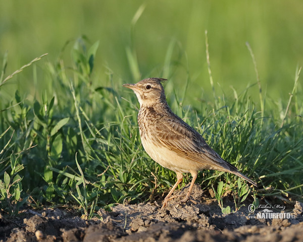 Crested Lark (Galerida cristata)