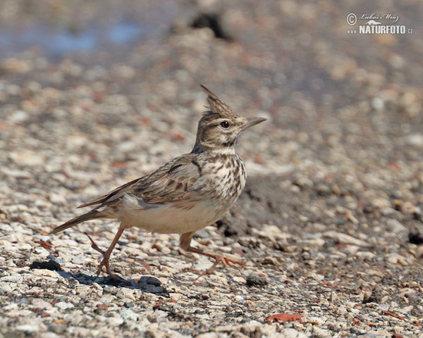 Crested Lark (Galerida cristata)