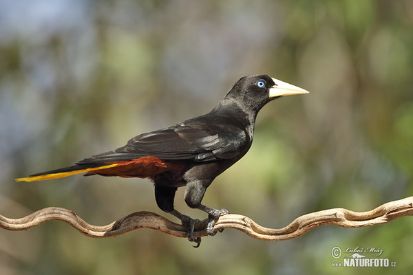 Crested Oropendola (Psarocolius decumanus)