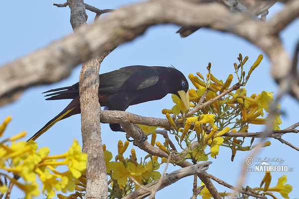 Crested Oropendola (Psarocolius decumanus)