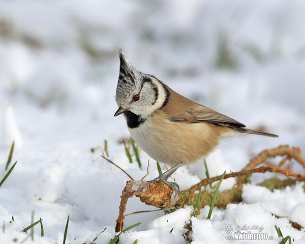 Crested Tit (Lophophanes cristatus)