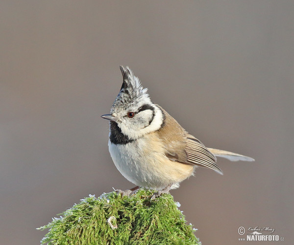 Crested Tit (Lophophanes cristatus)