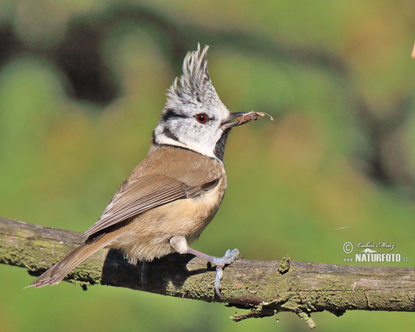 Crested Tit (Lophophanes cristatus)