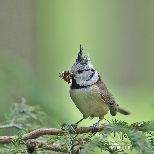 Crested Tit (Lophophanes cristatus)