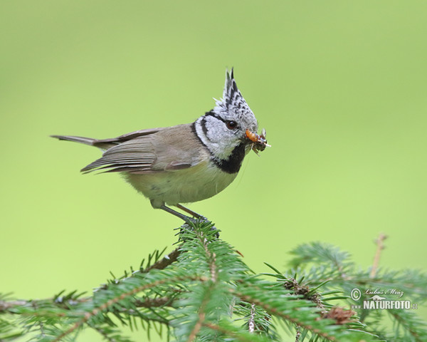 Crested Tit (Lophophanes cristatus)