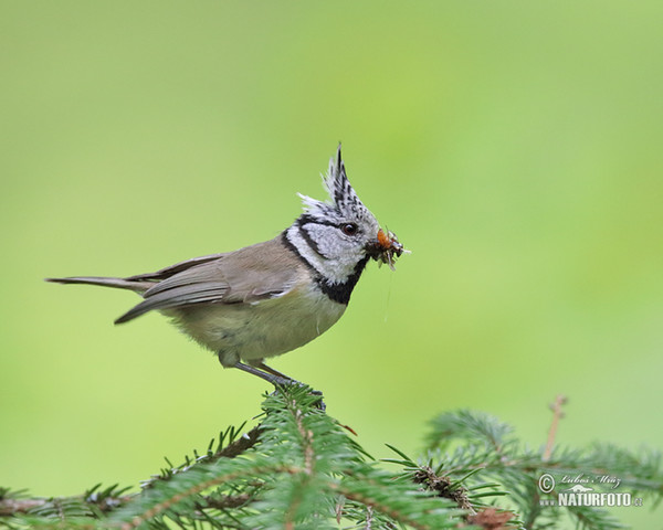 Crested Tit (Lophophanes cristatus)