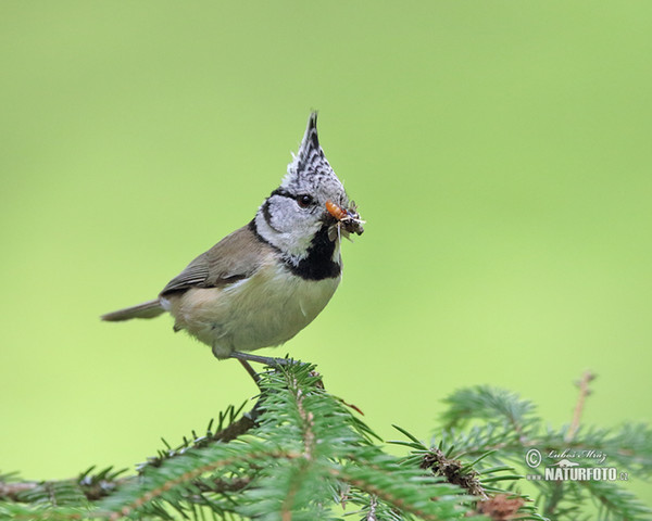 Crested Tit (Lophophanes cristatus)