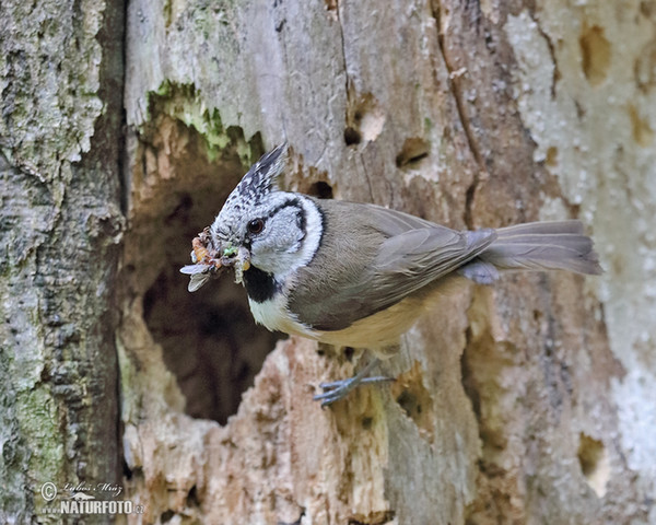 Crested Tit (Lophophanes cristatus)