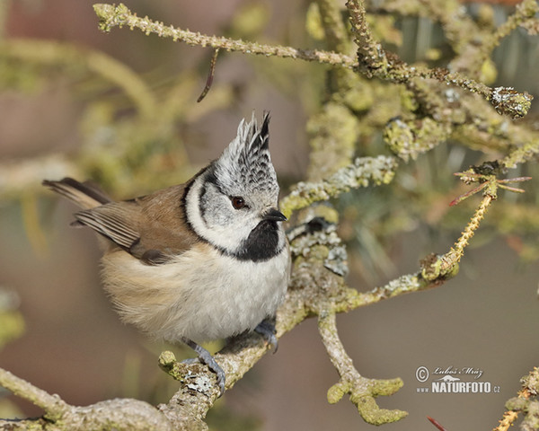 Crested Tit (Lophophanes cristatus)