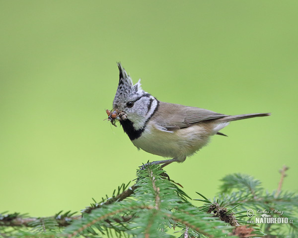 Crested Tit (Lophophanes cristatus)