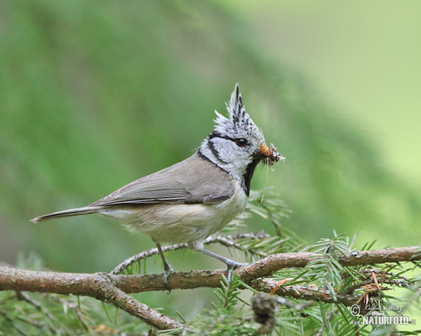 Crested Tit (Lophophanes cristatus)