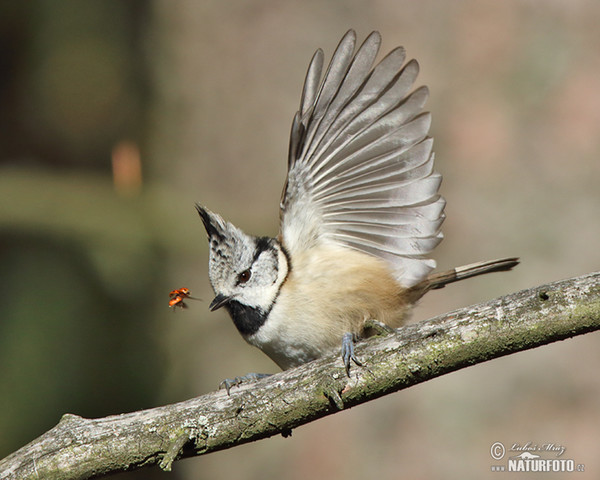 Crested Tit (Lophophanes cristatus)