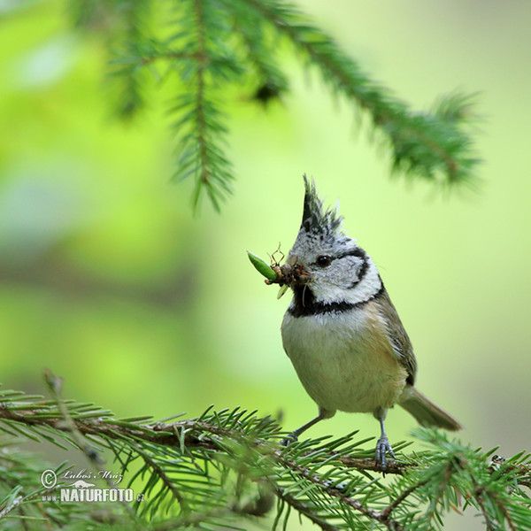 Crested Tit (Lophophanes cristatus)