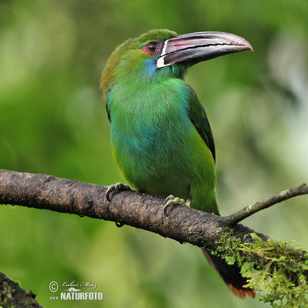 Crimson-rumped Toucanet (Aulacorhynchus haematopygus)