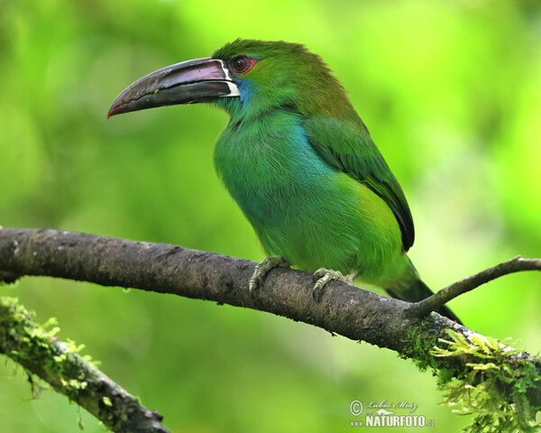 Crimson-rumped Toucanet (Aulacorhynchus haematopygus)