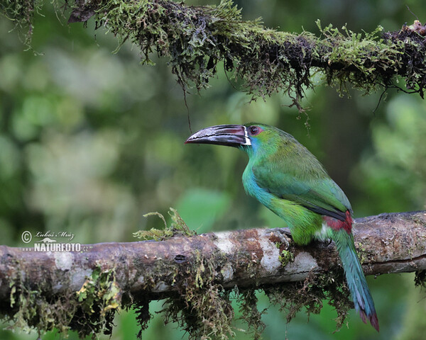 Crimson-rumped Toucanet (Aulacorhynchus haematopygus)