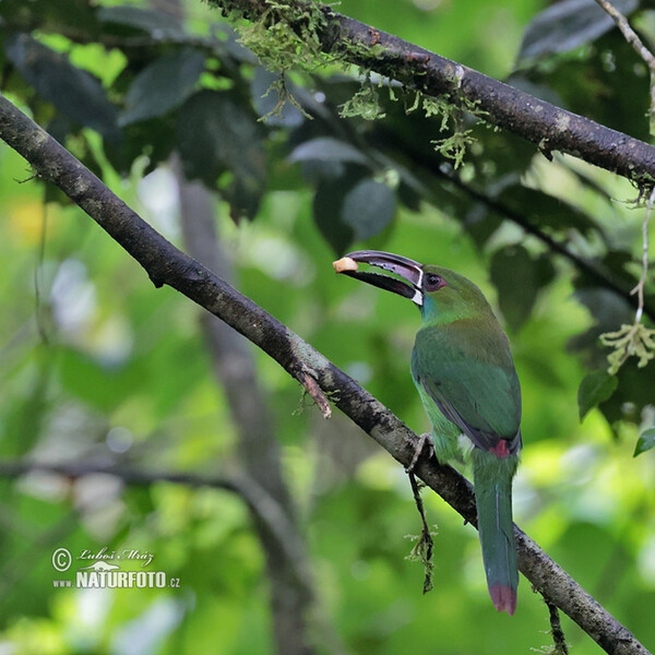 Crimson-rumped Toucanet (Aulacorhynchus haematopygus)