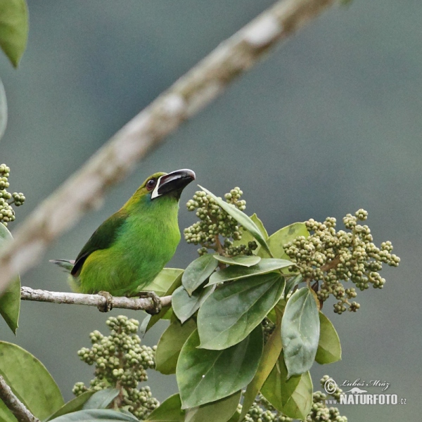 Crimson-rumped Toucanet (Aulacorhynchus haematopygus)