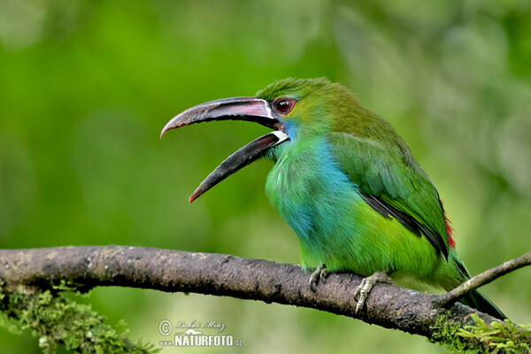 Crimson-rumped Toucanet (Aulacorhynchus haematopygus)