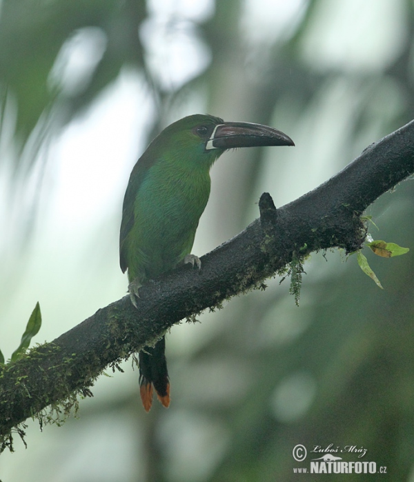 Crimson-rumped Toucanet (Aulacorhynchus haematopygus)