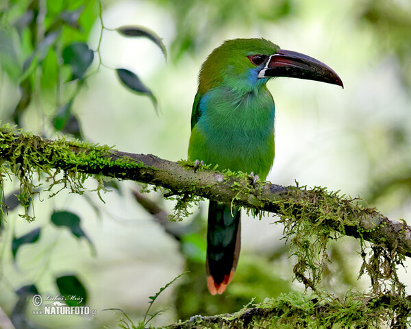 Crimson-rumped Toucanet (Aulacorhynchus haematopygus)