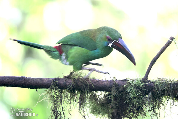 Crimson-rumped Toucanet (Aulacorhynchus haematopygus)