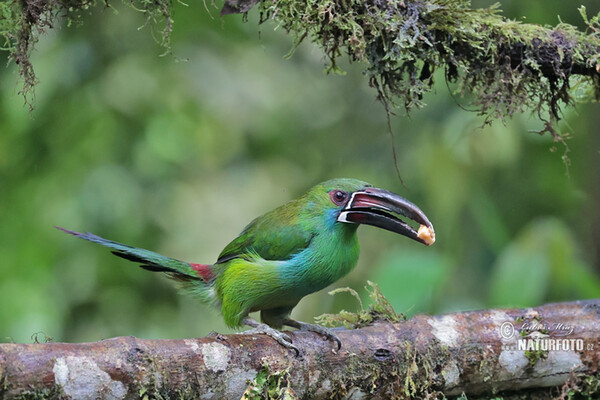 Crimson-rumped Toucanet (Aulacorhynchus haematopygus)