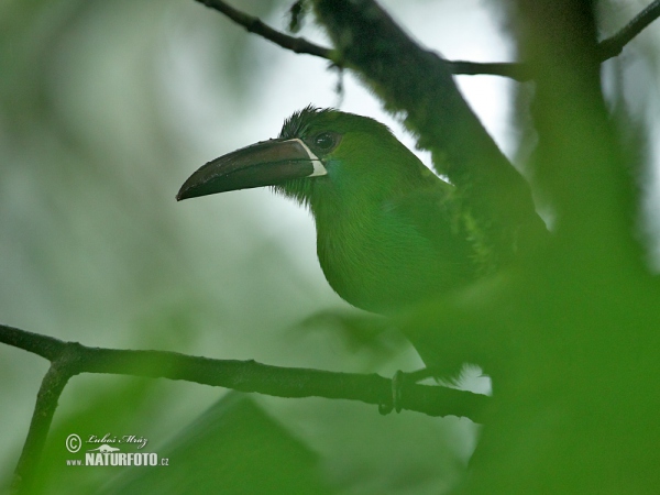 Crimson-rumped Toucanet (Aulacorhynchus haematopygus)