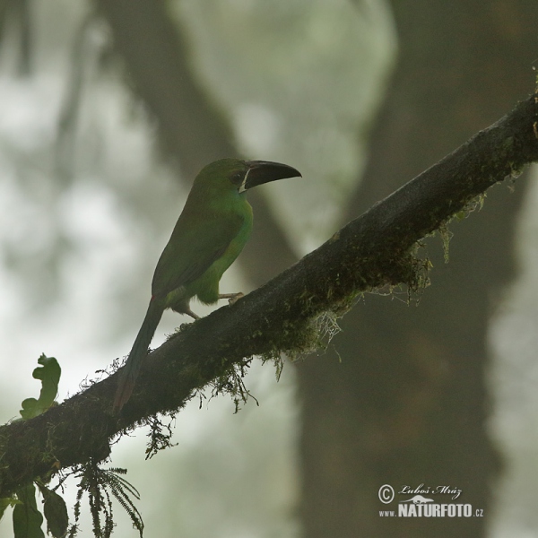 Crimson-rumped Toucanet (Aulacorhynchus haematopygus)