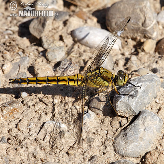 Crocothemis erythraea