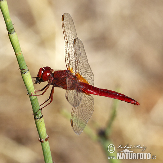 Crocothemis erythraea