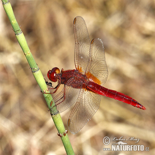 Crocothemis erythraea