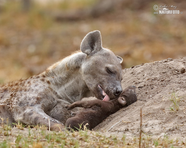 Crocuta crocuta Pictures, Spotted hyena Images, Nature ...