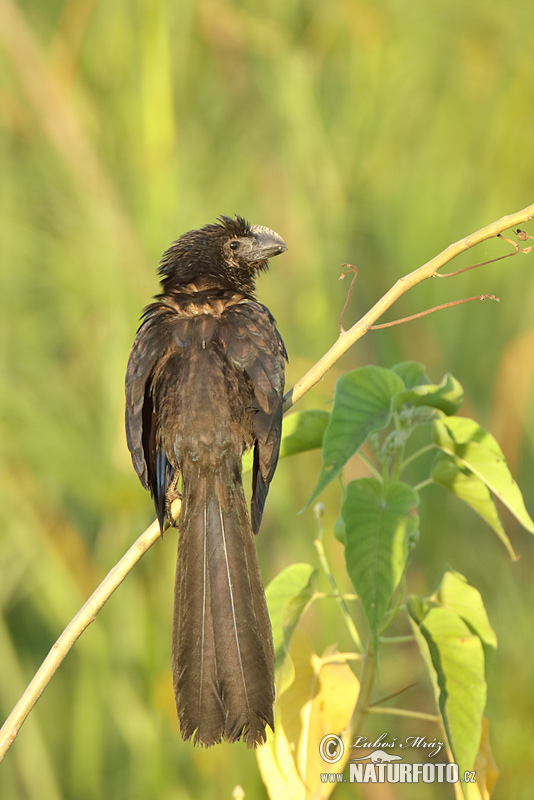 Crotophaga ani