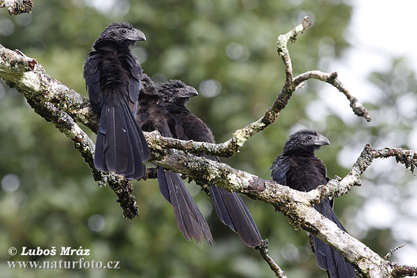 Crotophaga sulcirostris