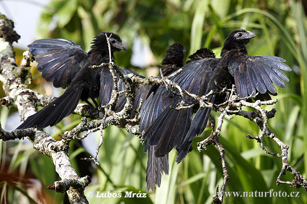 Crotophaga sulcirostris