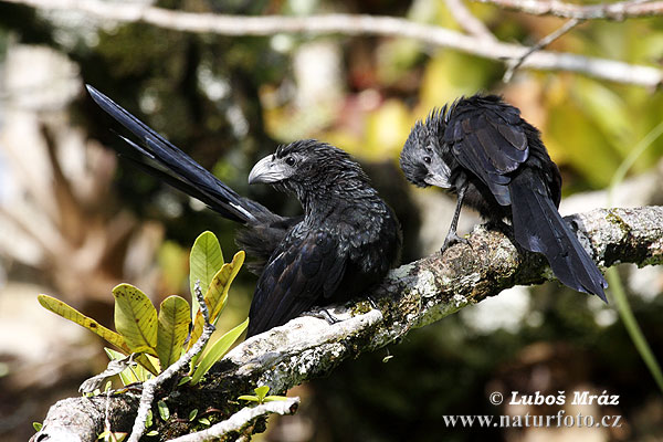 Crotophaga sulcirostris