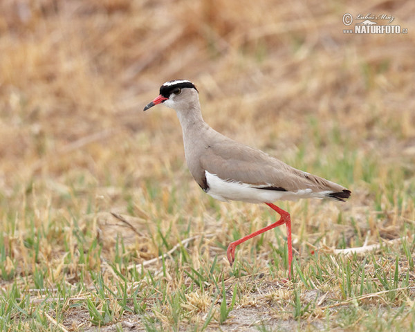 Crowned Lapwing (Venellus coronatus)