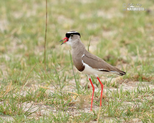 Crowned Lapwing (Venellus coronatus)