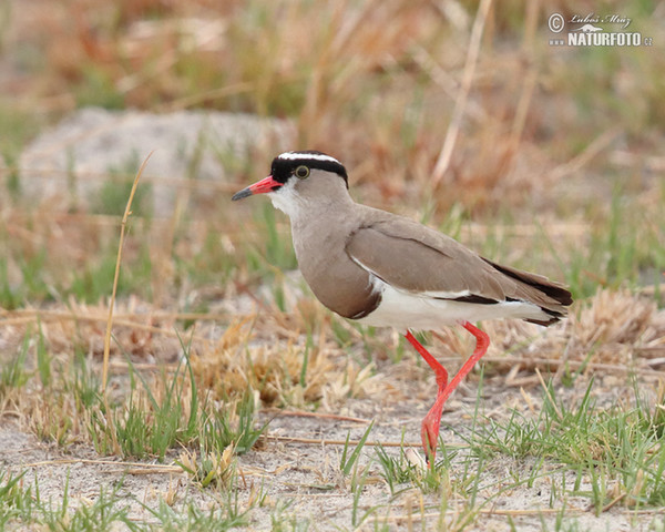 Crowned Lapwing (Venellus coronatus)