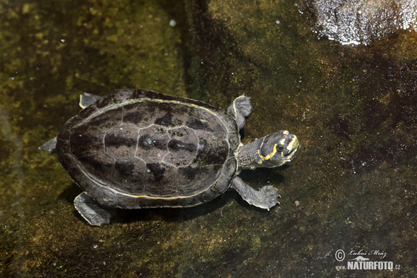 Crowned River Turtle (Hardella thurjii)